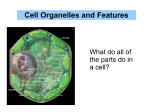 Ch.4 Cell Notes - Milan Area Schools