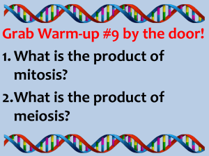 1. What is the product of mitosis? 2.What is the product of meiosis?