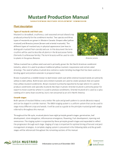Mustard Production Manual - Saskatchewan Mustard Development