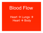 Blood Flow/Heart Anatomy