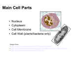Cell Parts