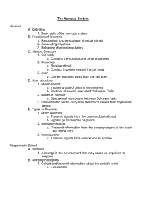 The Nervous System Neurons A. Definition 1. Basic cells of the