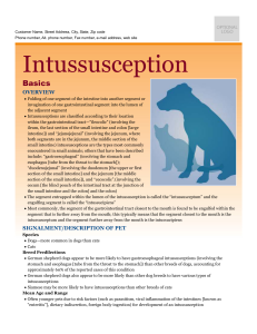 Intussusception - Milliken Animal Clinic