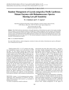 Random Mutagenesis of Luciola mingrelica Firefly Luciferase