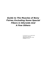 Guide to The Muscles of Bony Fishes, Excluding Some Special
