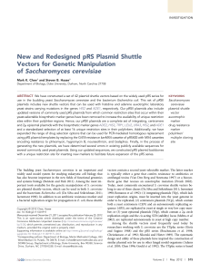 New and Redesigned pRS Plasmid Shuttle Vectors for Genetic