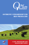 antibiotic stewardship for beef producers