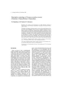 Descriptive osteology of Gymnocorymbus ternetzi
