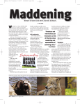 Maddening - Angus Journal