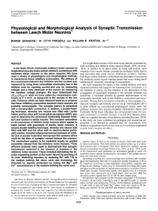 Physiological and Morphological Analysis of Synaptic Transmission