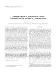 Columellar Muscle of Neogastropods: Muscle Attachment and the
