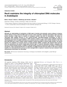 RecA maintains the integrity of chloroplast DNA molecules in