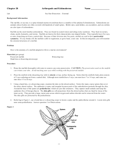Chapter 28 Arthropods and Echinoderms Name