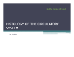 HISTOLOGY OF THE CIRCULATORY SYSTEM