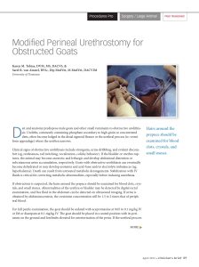 Modified Perineal Urethrostomy for Obstructed Goats