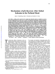 Mechanisms of pHi Recovery After Global Ischemia in the Perfused