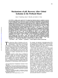 Mechanisms of pHi Recovery After Global Ischemia in the Perfused