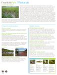 Wetlands - Freshkills Park Alliance