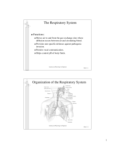 The Respiratory System Organization of the Respiratory System