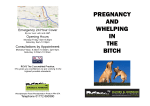 pregnancy and whelping in the bitch