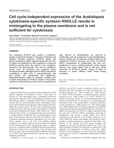Regulation of KNOLLE syntaxin - Journal of Cell Science