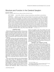 Structure and function in the cerebral ganglion