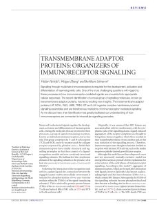 TRANSMEMBRANE ADAPTOR PROTEINS: ORGANIZERS OF