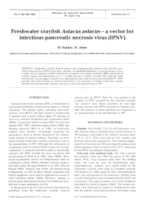 Freshwater crayfish Astacus astacus