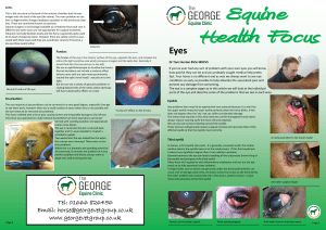 Eyes - The George Veterinary Group