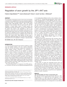 Regulation of axon growth by the JIP1–AKT axis