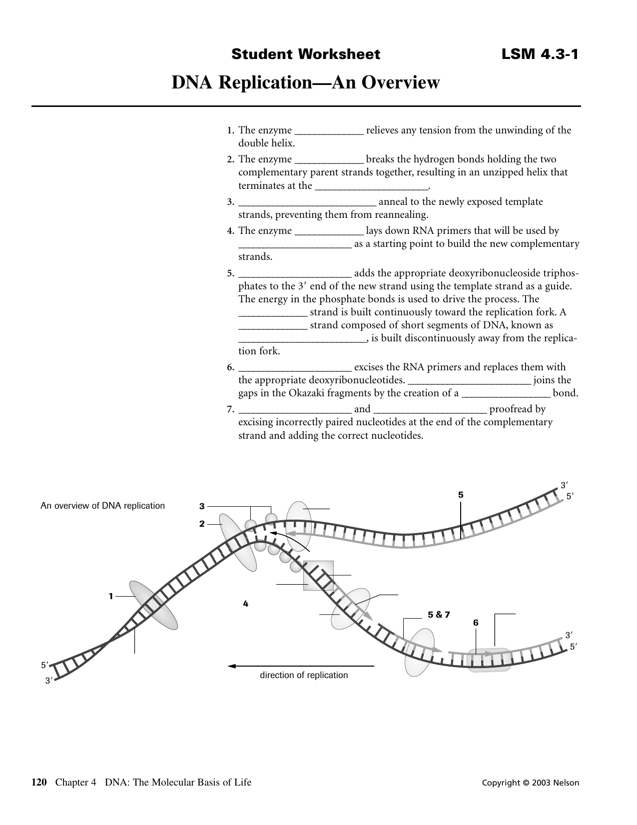 DNA Replication—An Overview Intended For Dna Replication Worksheet Key