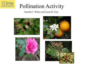 Pollination Activity