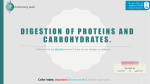 Digestion of proteins and Carbohydrates