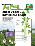Pulse Crops and Dry Edible Beans