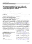 Three-dimensional reconstruction of the central nervous