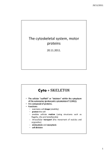 The cytoskeletal system, motor proteins Cyto + SKELETON