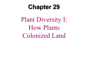 Plant Diversity I
