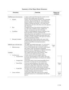 Summary of the Major Brain Structures