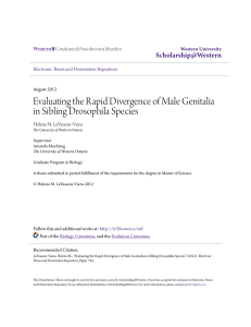 Evaluating the Rapid Divergence of Male Genitalia in Sibling