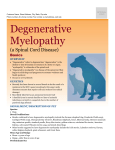 degenerative_myelopathy - Milliken Animal Clinic
