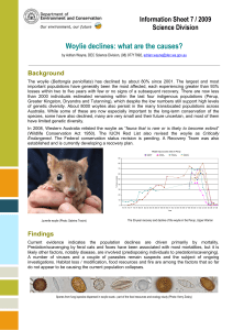 Woylie declines: what are the causes?