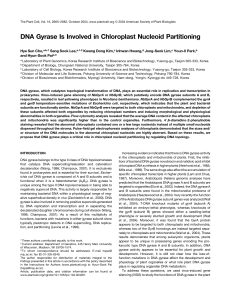 DNA Gyrase Is Involved in Chloroplast Nucleoid