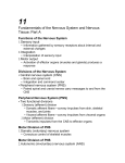 Fundamentals of the Nervous System and Nervous Tissue: Part A