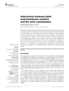 Interactions between plant endomembrane systems and the actin