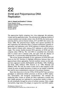 Chapter 22: SV40 and Polyomavirus DNA Replication