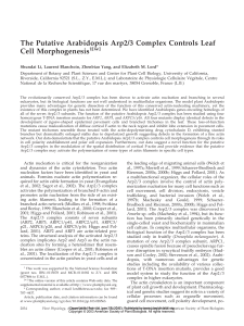 The Putative Arabidopsis Arp2/3 Complex