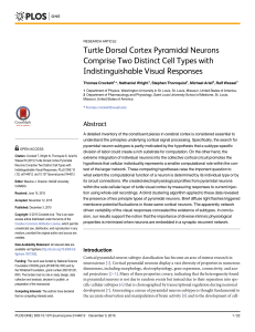 Turtle Dorsal Cortex Pyramidal Neurons Comprise Two Distinct Cell