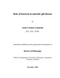Role of bacteria in amoebic gill disease - UTas ePrints