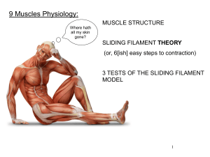 9 Muscles Physiology: