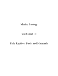 Marine Biology Worksheet III Fish, Reptiles, Birds, and Mammals